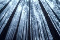 Silhouettes of tree trunks in a dark and foggy autumn forest. Royalty Free Stock Photo