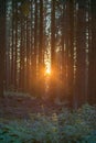 Silhouettes of tree trunks in a forest in the sunset. Royalty Free Stock Photo