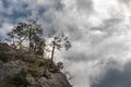 Silhouettes of trees above a cliff in the Tarn Gorges