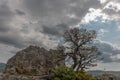 Silhouettes of trees above a cliff in the Tarn Gorges