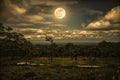 Silhouettes of trees against night sky with clouds and bright full moon. Vintage tone. Royalty Free Stock Photo