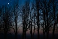 Silhouettes of trees