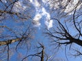 silhouettes of trees with bare branches against blue sky background Royalty Free Stock Photo