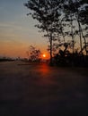 Silhouettes of Trees Embrace the Sunrise