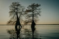 Silhouettes of trees in Great Dismal Swamp. Virginia, United States. Royalty Free Stock Photo