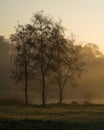 Silhouettes of trees on a misty foggy morning on the lake shore Royalty Free Stock Photo