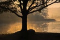 Silhouettes of trees on a misty foggy morning on the lake shore Royalty Free Stock Photo