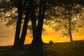 Silhouettes of trees on a misty foggy morning on the lake shore Royalty Free Stock Photo