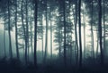 Silhouettes of trees in morning light in a forest