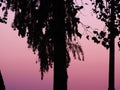 Silhouettes of trees on a pink background