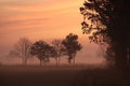 silhouettes of trees on a sunny foggy morning in the field misty autumn weather during sunrise Royalty Free Stock Photo