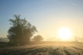 silhouettes of trees on a sunny foggy morning silhouettes of trees in the field in misty autumn weather during sunrise Royalty Free Stock Photo