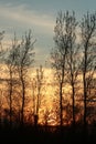 Silhouettes trees at sunset, colorful sky behind