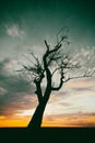 Silhouettes of trees at sunset. Withered tree against the backdrop of the sun.