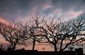 Silhouettes of trees at sunset. montenegro summer