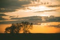 Silhouettes of trees at sunset. Withered tree against the backdrop of the sun.