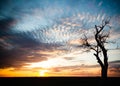 Silhouettes of trees at sunset. Withered tree against the backdrop of the sun.