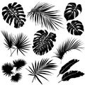 Silhouettes of tropical leaves.