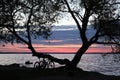 Silhouettes of two bicycles under a large tree