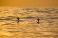 Silhouettes of two birds agains golden waves at open sea