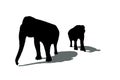 Silhouettes of two elephants Royalty Free Stock Photo