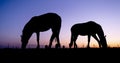 Silhouettes of two grazing horses in meadow against setting sun Royalty Free Stock Photo