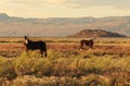 Silhouettes of two horses grazing on the green pasture in sunset sun. Torres Del Paine National Park, Patagonia, Chile