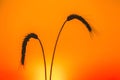 Silhouettes of two ripe spikelets of wheat against