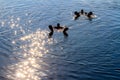 Silhouettes of two scuba divers floating on the surface of the sea. Sun glare glistening on the water Royalty Free Stock Photo