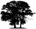 Silhouettes of two trees