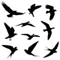 Silhouettes of various birds in flight against a white background. The birds display Royalty Free Stock Photo