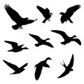 Silhouettes of various birds in flight are displayed against a plain white background. Royalty Free Stock Photo