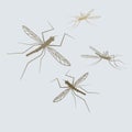 Silhouettes of vector mosquito