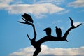 Silhouettes of vultures on dead tree. Madikwe Game Reserve, South Africa Royalty Free Stock Photo