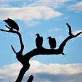 Silhouettes of vultures on dead tree. Madikwe Game Reserve, South Africa Royalty Free Stock Photo