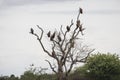 Silhouettes of vultures on a tree, Kruger National Park, South Africa Royalty Free Stock Photo