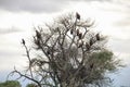 Silhouettes of vultures on a tree, Kruger National Park, South Africa Royalty Free Stock Photo