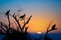 Silhouettes of vultures in a tree at sunset