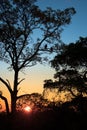 Silhouettes of vultures in a tree at sunset Royalty Free Stock Photo