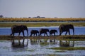 Silhouettes of walking elephant family Royalty Free Stock Photo