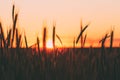 Silhouettes Of Wheat Against Background Of Scenic Country Summer Sunset, Warm Yellow Sky