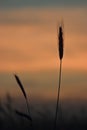 Silhouettes of wheat-ears