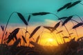 Silhouettes of wheat ears against the sunset sky Royalty Free Stock Photo