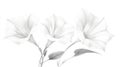 White Bindweed Flowers with Leaves, Elegant Flora Art - White Background Royalty Free Stock Photo