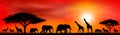 Savanna animals on a background of a sunset sun Royalty Free Stock Photo