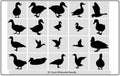 Silhouettes of wild and domestic duck, Duck in flight,silhouette of goose, duck, set,Real duck silhouette.