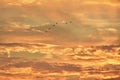 Silhouettes of wild ducks flying in the colorful sky at sunset. Anas platyrhynchos birds on the sky Royalty Free Stock Photo