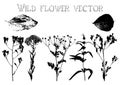 Silhouettes of wild flowers and leaves vector