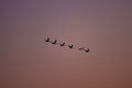 Silhouettes of wild swans flying in the colorful sky at sunset. Cygnus birds on the sky