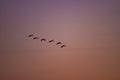 Silhouettes of wild swans flying in the colorful sky at sunset. Cygnus birds on the sky